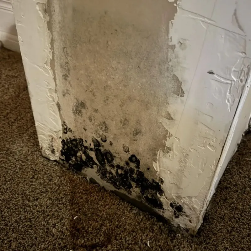 Professional Mold Removal in Stacy, MN